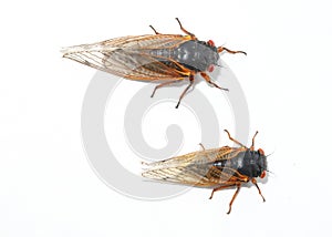 Two species of Brood X periodical Cicadas.