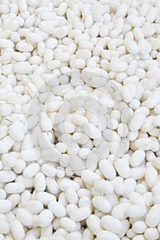 Two species of white cocoon