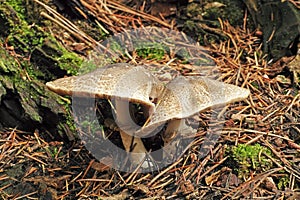 Agaricus placomyces mushroom