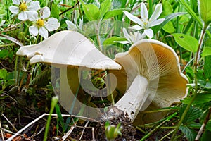 Two specimen of Calocybe gambosa or St.George`s Mushrooms