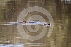 Two specimens of hippopotamus submerged in a lake in the African savannah