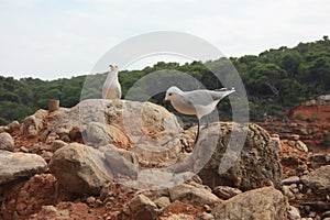 Two specimens of white-legged white seagulls perched on a cliff rock observing the horizon waiting for food under a leaden sky in