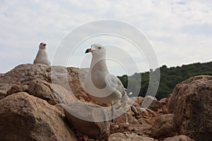 Two specimens of white-legged white seagulls perched on a cliff rock observing the horizon waiting for food under a leaden sky in