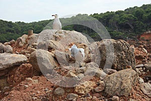 Two specimens of white-legged white seagulls perched on a cliff rock observing the horizon waiting for food under a leaden sky in