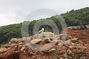 Two specimens of white-legged white seagulls perched on a cliff rock observing the horizon waiting for food under a leaden sky in