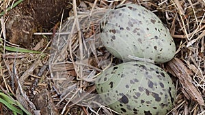 Two speckled eggs in the nest of the common gull