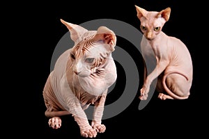 Two sphynx cats sitting on the black background