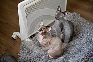 Two sphynx cats are sitting by the heater