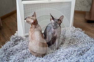 Two sphynx cats are sitting by the heater