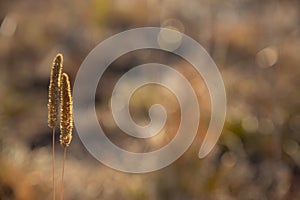 Two spikelets in the sun on a meadow in beautiful autumn colors. Minimalistic autumn landscape.