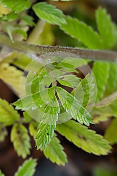 Two-spined Acaena ovalifolia, pinnate leaves photo