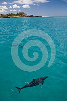 Two Spinner Dolphins
