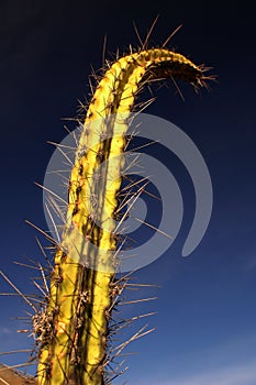 Two spiny Cactus #3