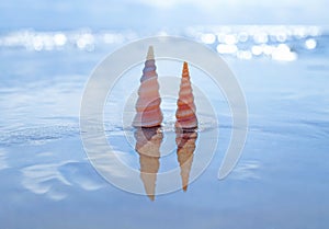 Two spiral patterned sea shells on a ocean