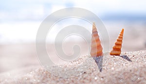 Two spiral patterned sea shells on a sea beach