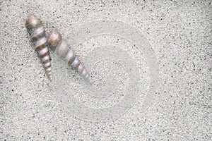 Two Spiral in shape Sea shell beside each other on sand