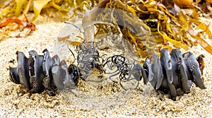 Two spiral shark egg cases from the shark family Heterodontidae washed up attached to seaweed found on beach. Port Jackson Shark
