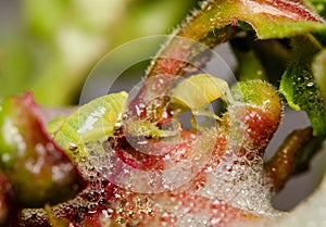 Two Spittlebug nymphs sharing the same Fuschia plant tip