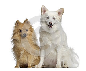 Two Spitz, 1 and 3 years old, sitting next to each other