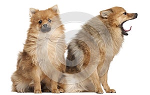 Two Spitz dogs, 1 year old, sitting