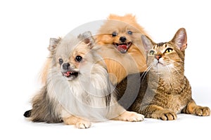 Two spitz-dogs and cat in studio