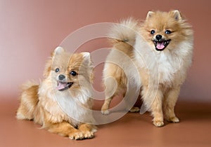 Two spitz-dogs in studio