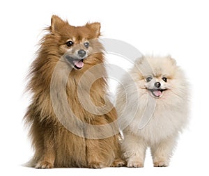 Two Spitz in front of white background