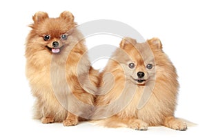 Two Spitz puppies on white background