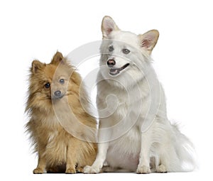 Two Spitz, 1 and 3 years old, sitting next to each other