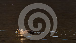 Two spot-billed ducks swimming in river