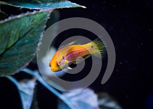 Two Spot Candy Hogfish in Aquarium