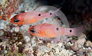 Two Spot Cardinalfish