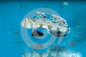 Two Spot Goby in Aquarium