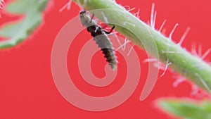 Two-spot ladybird larva closeup macro 04