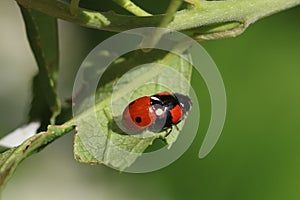 Two-spot ladybird or two-spotted ladybug, Adalia bipunctata. Copulation of two-spotted ladybeetles