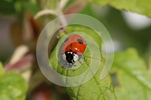 Two-spot ladybird or two-spotted ladybug, Adalia bipunctata, used for biological pest control of aphids