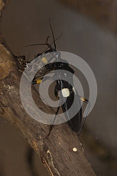 The Two-spotted assassin bug Platymeris biguttatus. photo