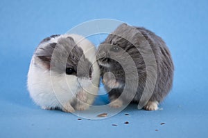 Two Spotted Blue Dwarf Hamsters