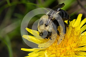 Two-spotted Bumble Bee - Bombus bimaculatus