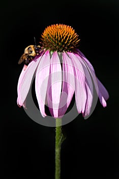 Two-spotted Bumble Bee on Purple Coneflower