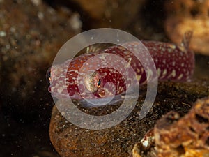 Two-spotted clingfish,Diplecogaster bimaculata. Loch Long. Diving,Scotland