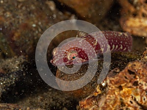 Two-spotted clingfish,Diplecogaster bimaculata. Loch Long. Diving,Scotland