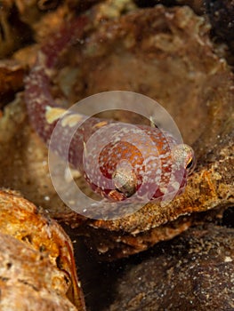 Two-spotted clingfish,Diplecogaster bimaculata. Loch Long. Diving,Scotland