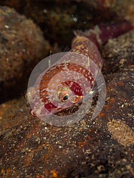 Two-spotted clingfish,Diplecogaster bimaculata. Loch Long. Diving,Scotland
