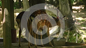 Two spotted deer eat food from a feeder in a nature reserve on a sunny day. Herbivore. The concept of protecting