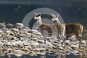 Two spotted deer in middle of river