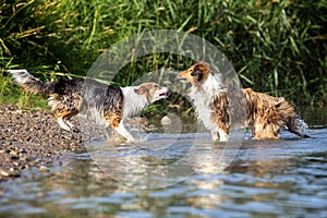 Two Dogs standing on the riverside from a lake, pack behavior, r photo