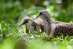 Two spotted Doves stay on grass in shadow. Sri lanka