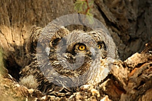 Two Spotted Eagle-Owls babies Bubo africanus sitting in the shade