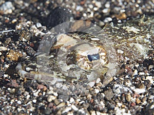 Two-spotted flathead